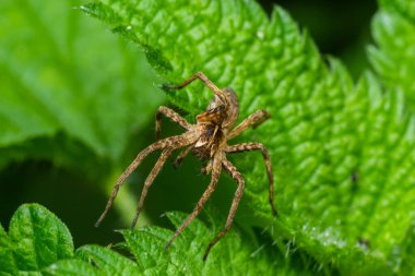 Pisaurina mira kreş ağ örümceği sıradan bir bahçe ve seçici odaklı çayır böceği..