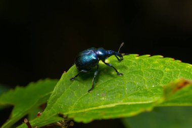Buğday böceği Rhynchites bakterisi yeşil bir yaprak üzerinde. Meyve ağaçları için musibet. Bahçıvanlar ve çiftçiler için bir sorun.