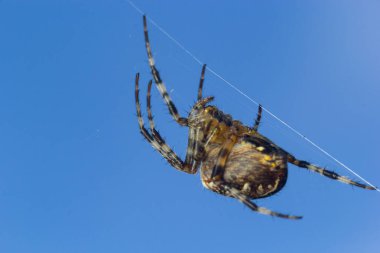 Örümcek Araneus diadematus sırtında bir haçla bir ağ üzerinde bir ağaç zeminine karşı.