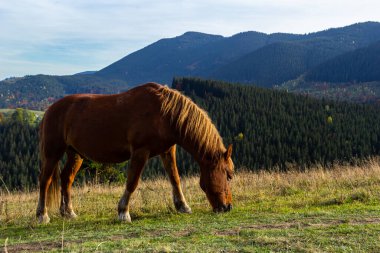 Atlar sonbaharın başlarında çayırda dağın yakınında otlarlar. Bilenmiş atlar dağlarda çayırlarda otlar..