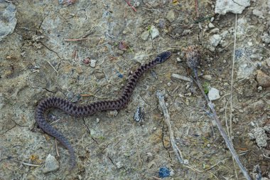 Engerek yılanı Vipera berus taştan uzaklaşıyor..