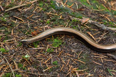 Slowworm Anguis Fragilis sığ alan derinliğinde fotoğraflandı. Makro fotoğraf.