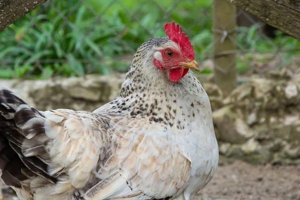 农场里的红母鸡家养家禽 传统家禽饲养场里的鸡 鸡在鸡场啄食谷类 — 图库照片