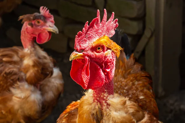 農場では赤 自家製鶏肉 伝統的な養鶏場で鶏 鶏肉の庭で穀物をつまむ鶏 — ストック写真