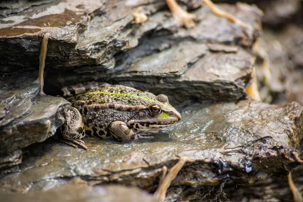Green Frog Lithobates Clamitans Rests Cameo Pond — Stockfoto