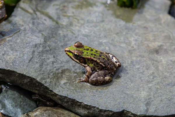 Ein Grüner Frosch Lithobates Clamitans Ruht Auf Einem Kamee Der — Stockfoto