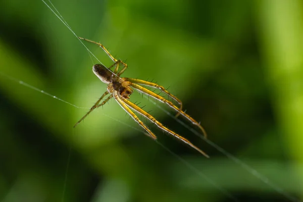 Tetragnatha Extensa是在北半球发现的一种蜘蛛 牠们的体长可达11毫米 在受惊时会采取直线姿势 — 图库照片