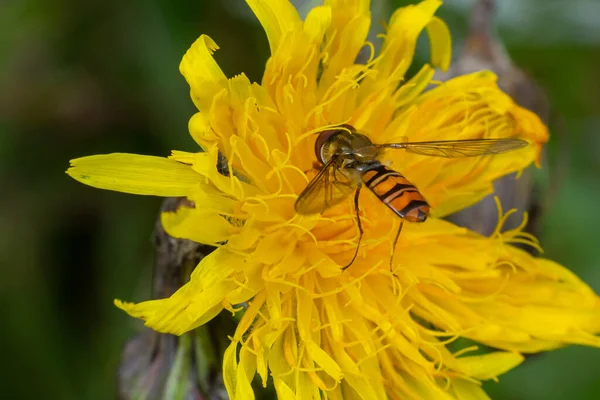 在一朵黄色的花上摆放着一只叫Episyrphus Balteatus的马尔马莱德空中飞舞 — 图库照片