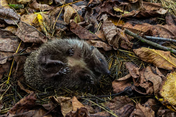 A native, wild European hedgehog curled up in an autumn leaf. Up close.