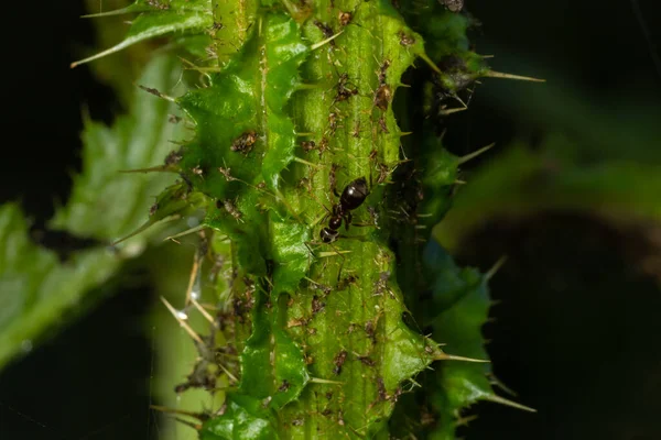 Primer Plano Relación Simbiótica Entre Hormigas Áfidos —  Fotos de Stock