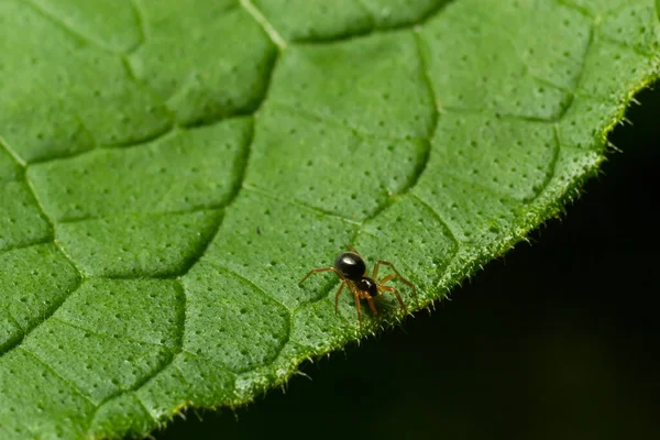 Yeşil yaprağın altında saklanan örümceğin makro görüntüsü..