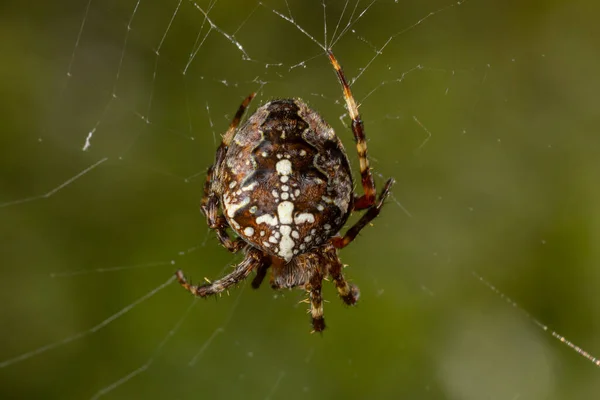 Spider Araneus Diadematus Con Una Cruz Espalda Sobre Una Telaraña — Foto de Stock