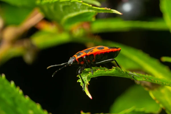 Closeup Natural Firebug Vermelho Pyrhocoris Apterus Sentado Uma Folha Jardim — Fotografia de Stock