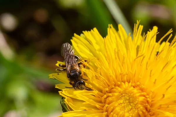 Abeille Miel Recueillant Pollen Sur Une Fleur Pissenlit Jaune Vif — Photo