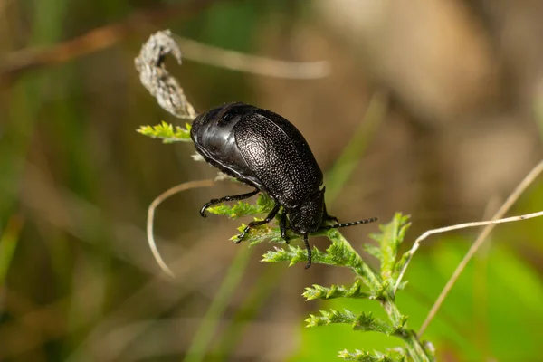 Баг Сидить Листі Instiful Coleoptera Chrysomelidae Galeruca Жіночий Літній День — стокове фото