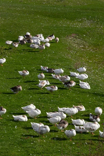 Gris Hermosos Gansos Pasto Campo Caminar Sobre Hierba Verde Aves — Foto de Stock