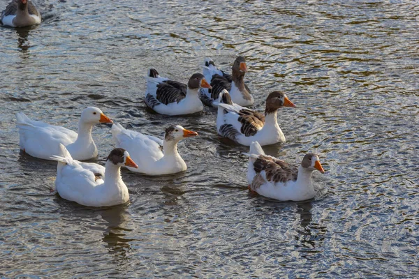 家鹅在河里游泳 炎炎夏日 一群家鹅在河边 — 图库照片