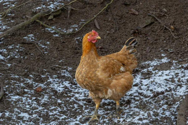 Rote Haushühner Auf Dem Dorfplatz Tierhaltung Auf Dem Bauernhof — Stockfoto