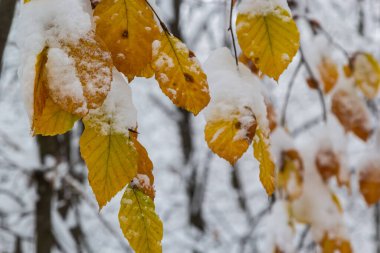 Hornbeam tree leaves covered with snow. Fresh big snow on the branches of a hornbeam tree.
