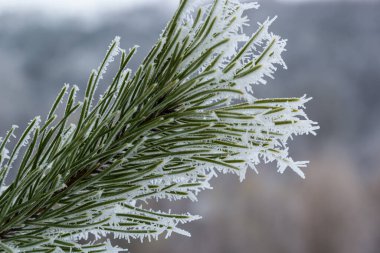 Karla kaplı çam ağaçları karla kaplı. Mükemmel kış duvar kağıtları büyülü doğa fotoğrafçılığı.