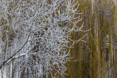 Weeping willow bombarded with ice fog. Frost on tree branches in frosty weather.