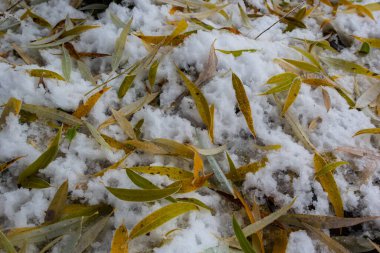 Yellow-green leaves of the willow, fallen on the snow. Frozen at the beginning of winter in a puddle. Beautiful winter background.