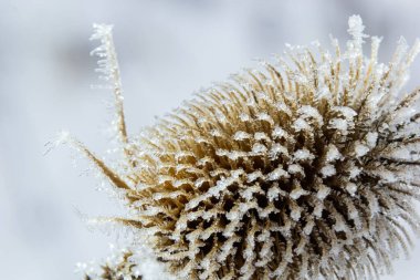 Wild Teasel Dipsacus fullonum, covered in an autumn morning frost. Frosty foggy morning in winter, frosty weather.