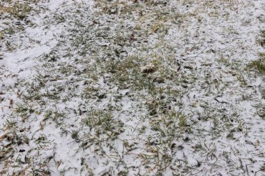 Green grass under first white snow background, pattern texture for use in print design.