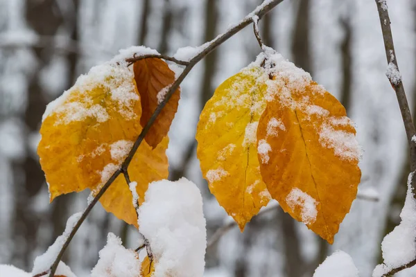 Dry Leaves Branches Hornbeam Winter Snowfall — Fotografia de Stock