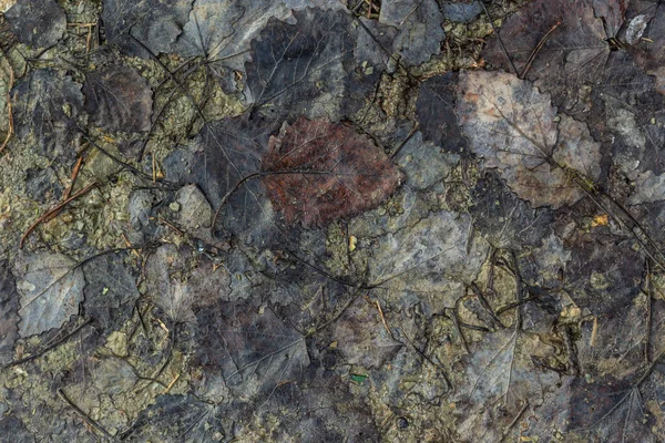 Fallen Dry Leaves Floor Ground Textures Brown Yellow Leaves — Stockfoto