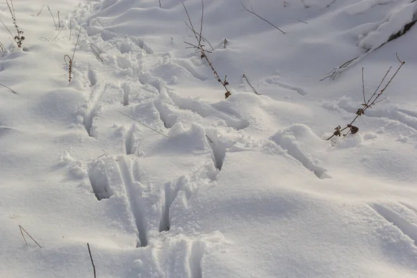 Animal Tracks Snow Hare Tracks Winter Snow — Foto Stock