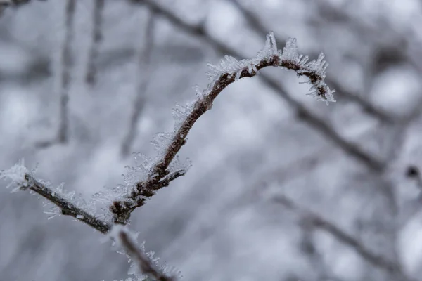 Fagy Ágon Fehér Fagykristályok Ágon Frosty Köd Reggel Télen Fagyos — Stock Fotó