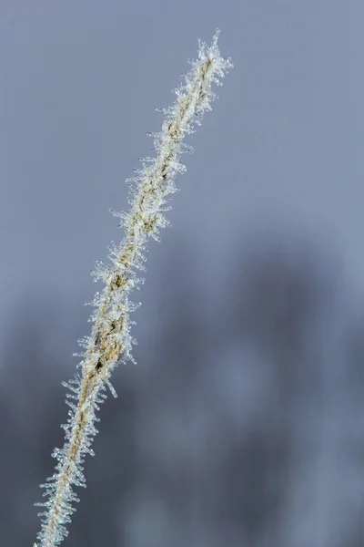 树枝上结霜 树枝上结白霜 寒冷的雾蒙蒙的早晨 寒冷的天气 — 图库照片