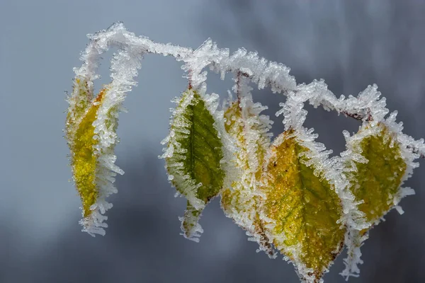 霜の針の枝に秋の黄色の葉 朝の霜 — ストック写真