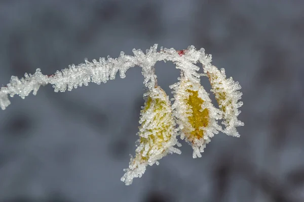 Őszi Sárga Levél Egy Ágon Fagyos Tűkben Reggelt Frost Gyűrű — Stock Fotó