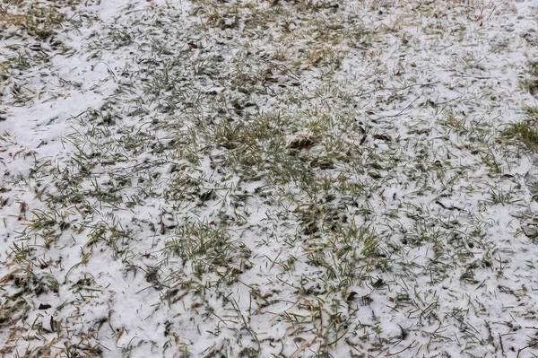 İlk beyaz kar arkaplanı altında yeşil çimen, yazdırma tasarımı için desen dokusu.