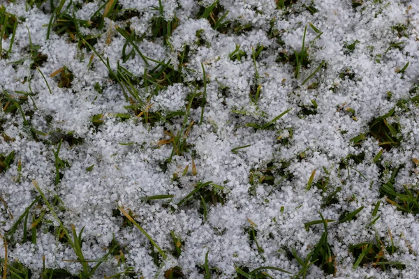 Groen Gras Onder Eerste Witte Sneeuw Achtergrond Patroon Textuur Voor — Stockfoto