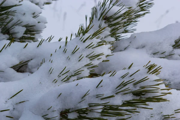 Снігові Покриті Сосновими Деревами Гілки Покриті Сніжними Морозами Ідеальні Шпалери — стокове фото