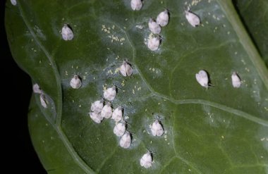 Whitefly Aleyrodes proletella tarımsal veba lahana yaprağı üzerinde.