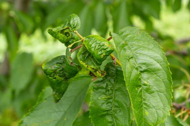 Twisted leaves of cherry. Cherry branch with wrinkled leaves affected by black aphid. Aphids, Aphis schneideri, severe damage from garden pests. Strongly damaged leaves from virus infection.