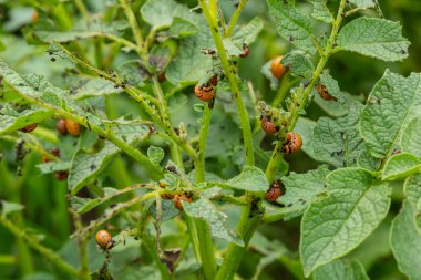 Colorado patates böceği larva ve böcekleri tarafından tahrip edilen patates yetiştiriciliği, Leptinotarsa decemlineata, Colorado böceği, on çizgili mızrak, on çizgili patates böceği,.