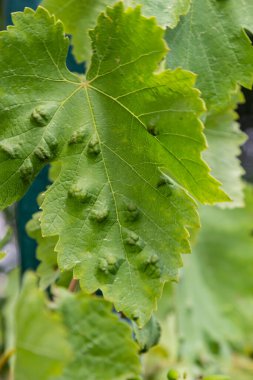 Colomerus vitis hastalığı olan Erinosis ile üzüm yaprakları.
