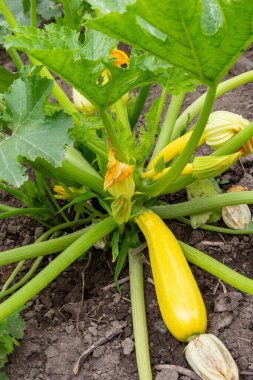 Kabak bol bol çiçek açar ve sürekli yaz sebzeleri tedarik eder. Ev bahçesi.