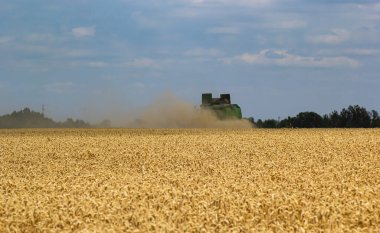 Combine harvester harvests ripe wheat. Ripe ears of gold field on the cloudy sky background. . Concept of a rich harvest. Agriculture image.