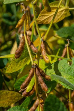 Brezilya 'nın Rio Grande do Sul kentindeki bir çiftlikte hasat edilmeye hazır bir soya tarlası. Yeşil yapraklar, gri ve mavi gökyüzü, yağmur bulutları, sarı ve kahverengi kapsüller. Teknoloji verimliliği körüklüyor.