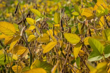 Soya fasulyesi tarlasında kabuk. Sarı ve kahverengi kapsüller. Verimlilik geliştirme teknolojisi.