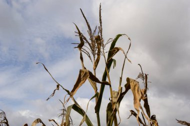 Sonbahar tarım manzarası. Olgun bir mısır tarlasının dramatik bulutlu gökyüzü manzarası. hasat zamanı.