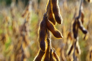 Soya fasulyesi makrosu. Soya fasulyesi hasadı, tarım baklagilleri. Soya fasulyesi tarlası - kuru soya kabuğu.
