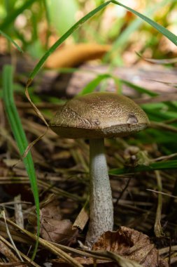 Yenebilir mantarlı Leccinum psödoscabrum yaprak döken ormanda. Hazel Bolete olarak biliniyor. Yapraklarda yetişen yabani mantar.