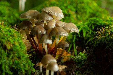 Kümelenmiş Bonnet Mycena eğimli bir kütüğün üzerinde büyüyor..